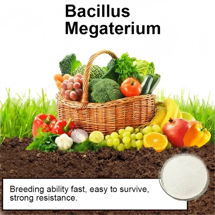 Paecilomyces Lilacinus